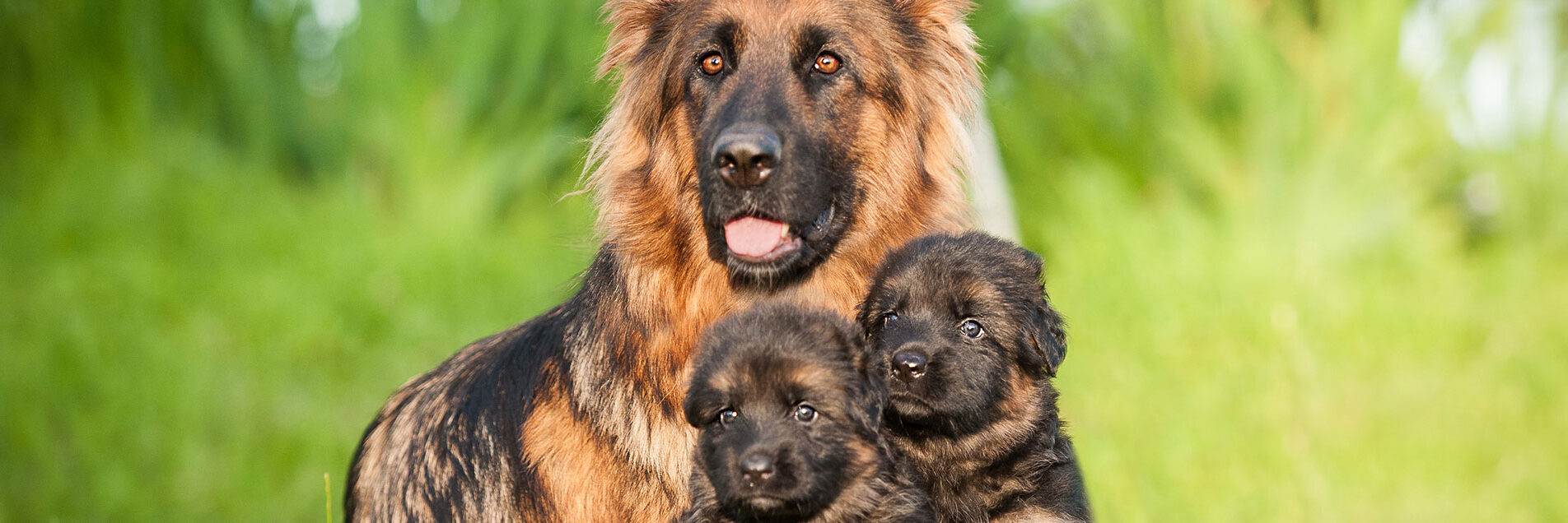 Diapo_1 Berger allemand à poils longs avec ses chiots
