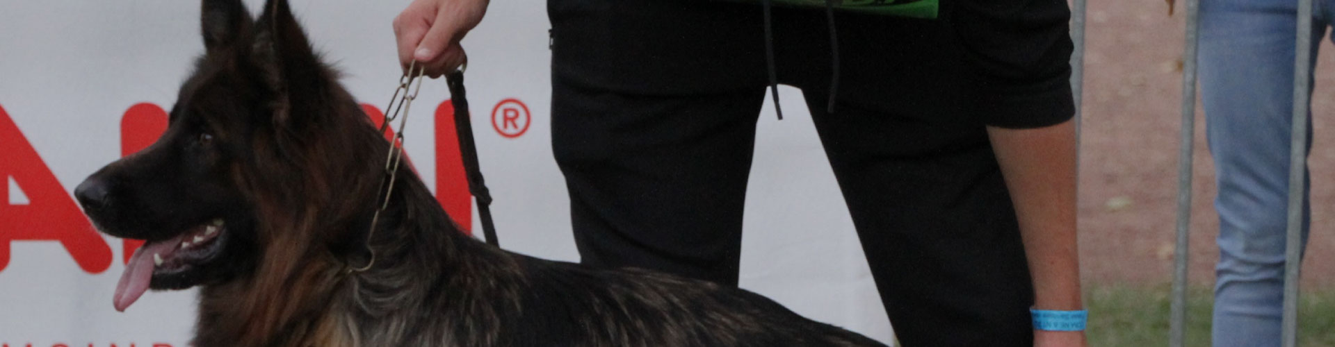 Élevage de canin familial près de Toulouse 