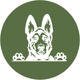 Élevage de bergers allemands en Haute-Garonne